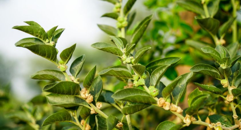 Ashwagandha